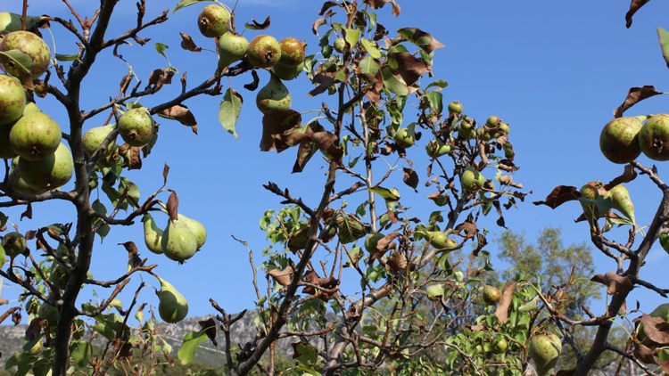 Erwinia amylovora, atac pe frunzele si fructele de par