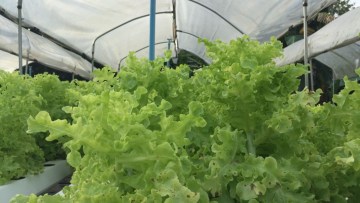 Cercosporioza (Cercospora longissima) salata verde