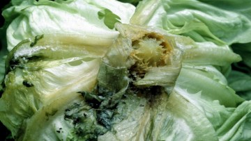 Putregaiul alb (Sclerotinia sclerotiorum, Sclerotinia minor) salata verde