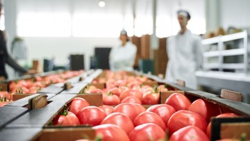 conditii optime depozitare tomate
