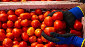depozite tomate