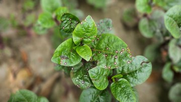 Pătarea frunzelor (Cladosporium variabile) 