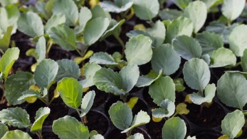 cultivare broccoli romania