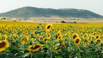 recolta floarea soarelui cotatii bursiere