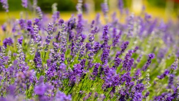 ingrijire lavanda